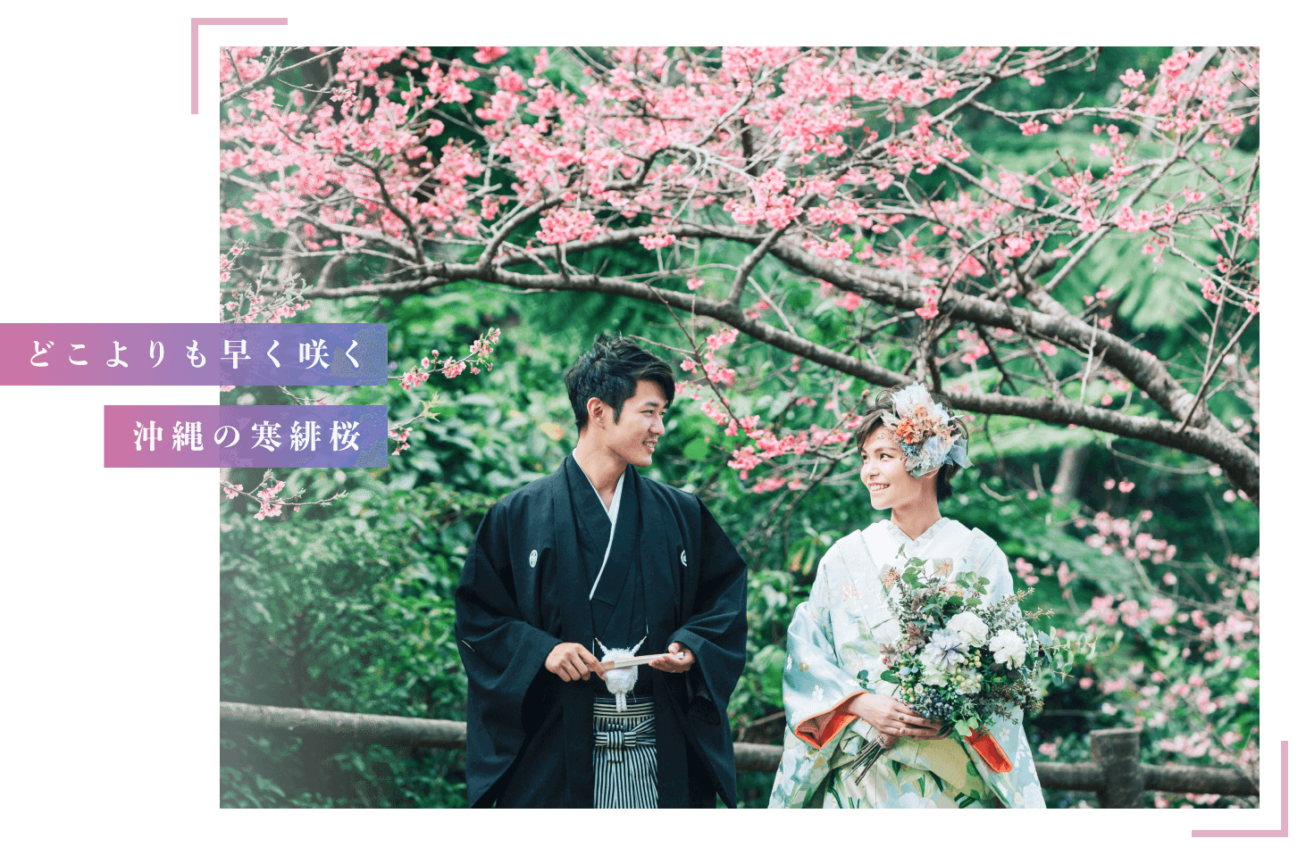 どこよりも早く咲く沖縄の寒緋桜