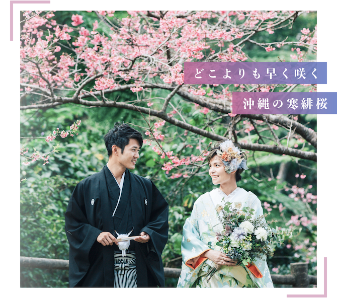 どこよりも早く咲く沖縄の寒緋桜